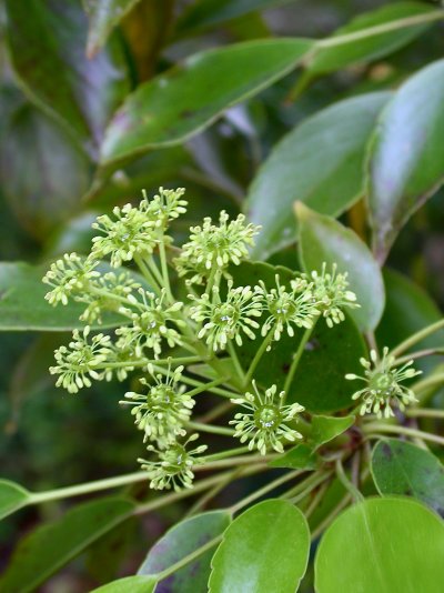 Trochodendron aralioides