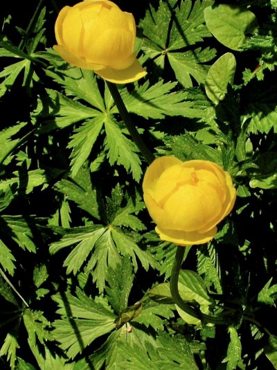 Trollius europaeus