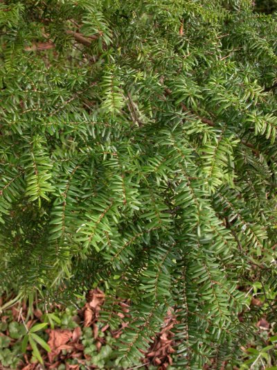 Tsuga diversifolia