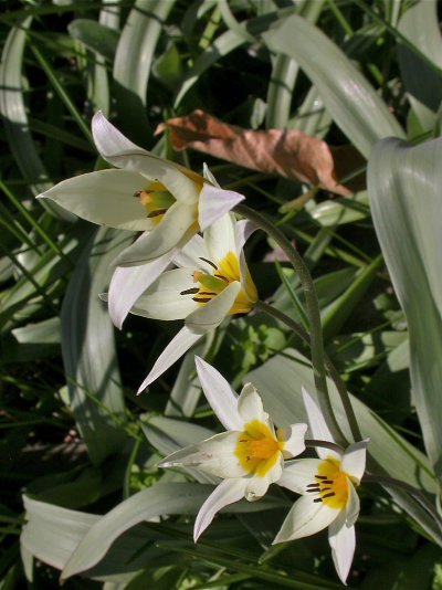 Tulipa biflora