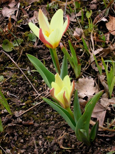 Tulipa kaufmanniana