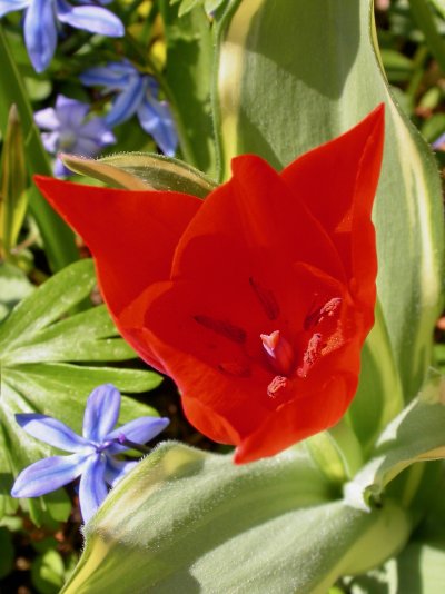 Tulipa praestans