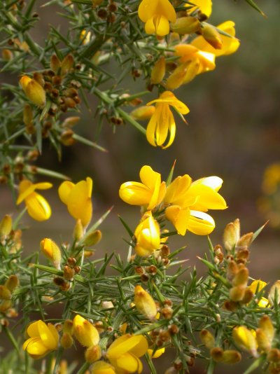 Ulex europaeus	