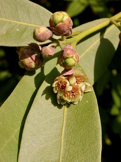 Umbellularia californica