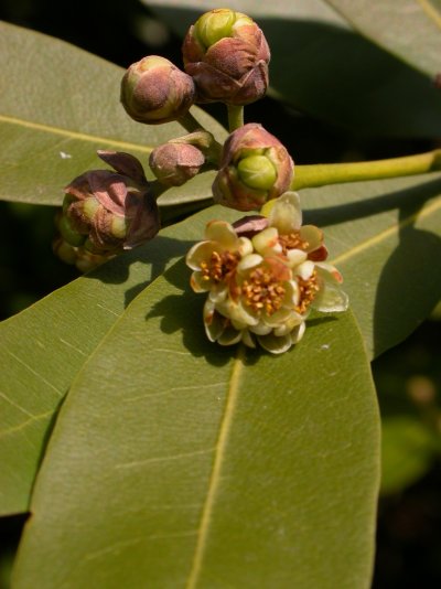 Umbellularia californica
