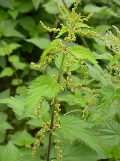 Urtica dioica