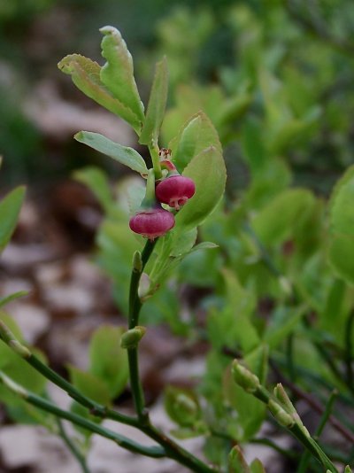 Vaccinium myrtillus