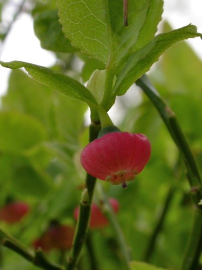 Vaccinium myrtillus