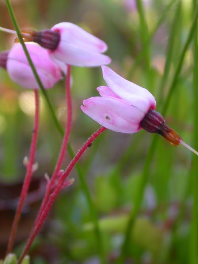 Vaccinium oxycoccos