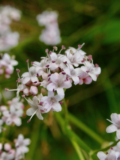 Valeriana dioica