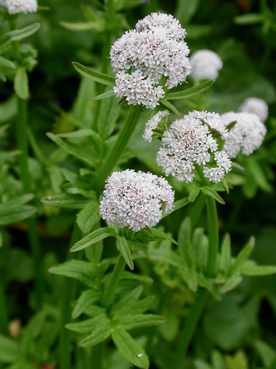 Valeriana dioica