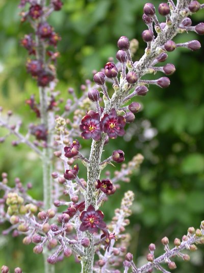 Veratrum nigrum