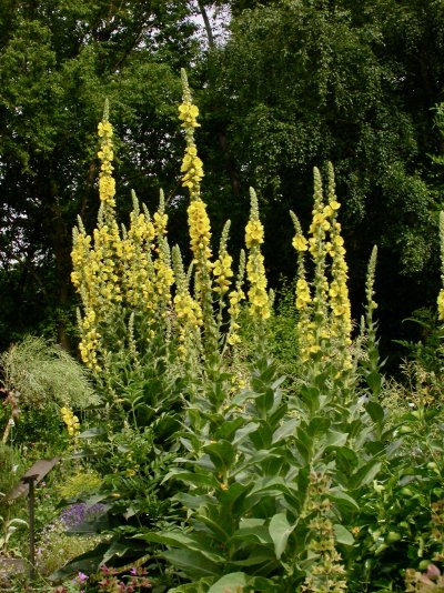 Verbascum densiflorum Verbascum densiflorum