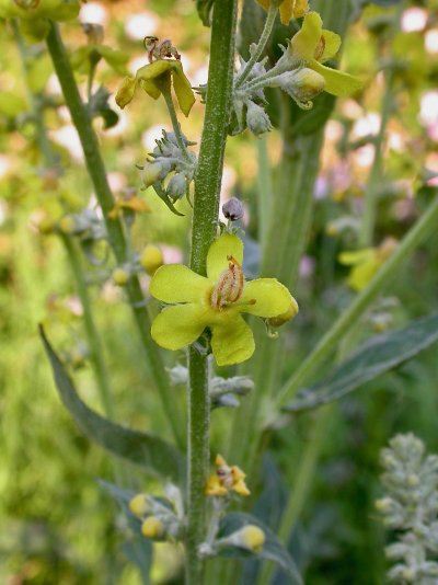 Verbascum lychnitis