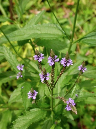 Verbena hastata