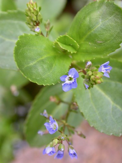 Veronica beccabunga
