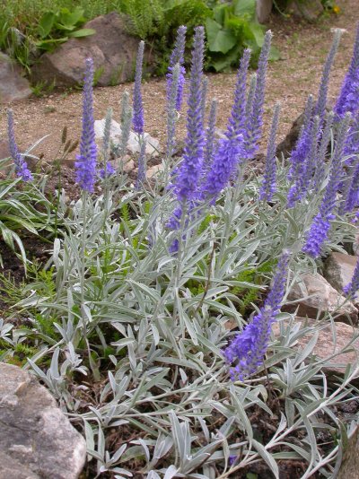 Veronica incana