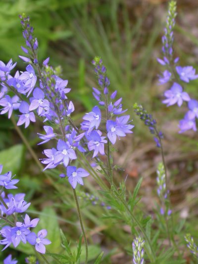 Veronica jacquinii