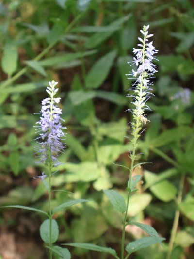 Veronica maritima (Syn. Veronica longifolia  subsp. longifolia)