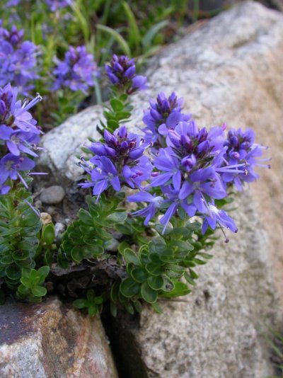 Veronica saturejoides