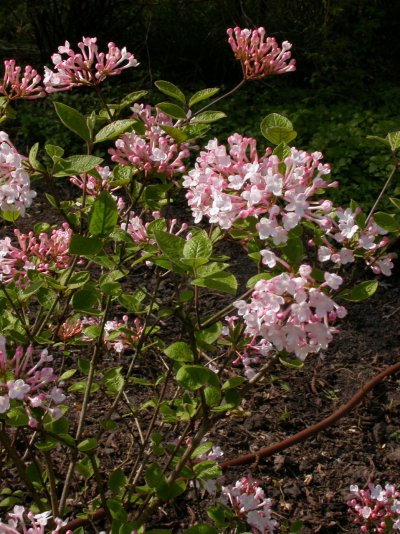 Viburnum carlesii