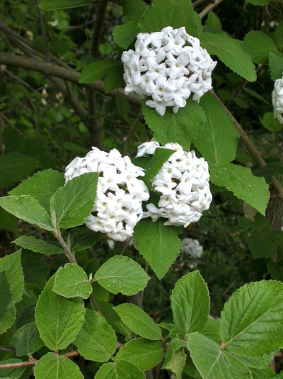 Viburnum carlesii