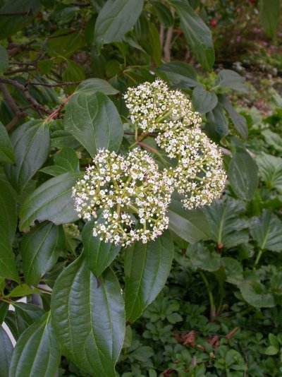 Viburnum davidii