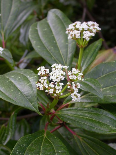 Viburnum davidii