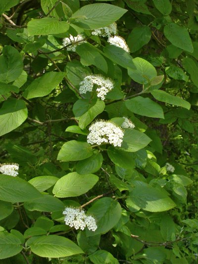 Viburnum lantana