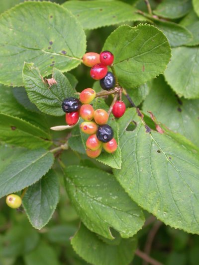 Viburnum lantana