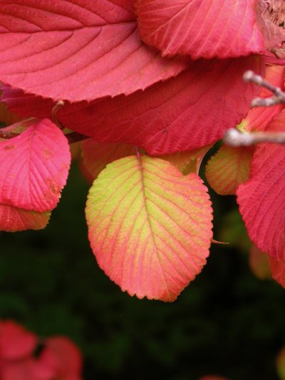 Viburnum plicatum