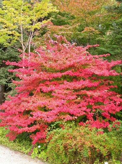 Viburnum plicatum