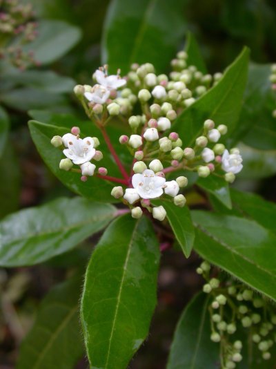 Viburnum tinus