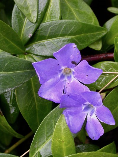 Vinca minor