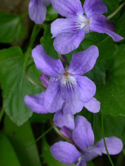 Viola reichenbachiana