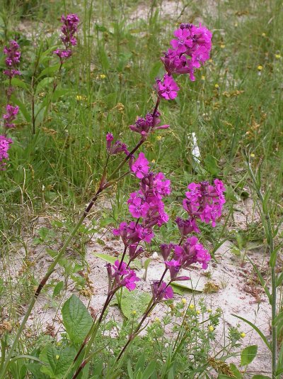 Viscaria vulgaris