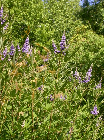 Vitex agnus-castus	