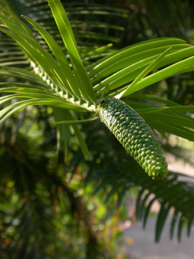 Wollemia nobilis