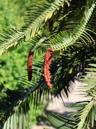 Wollemia nobilis