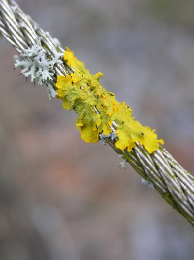 Xanthoria parietina