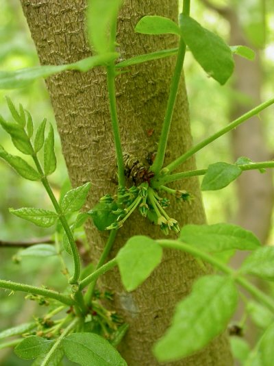 Zanthoxylum americanum