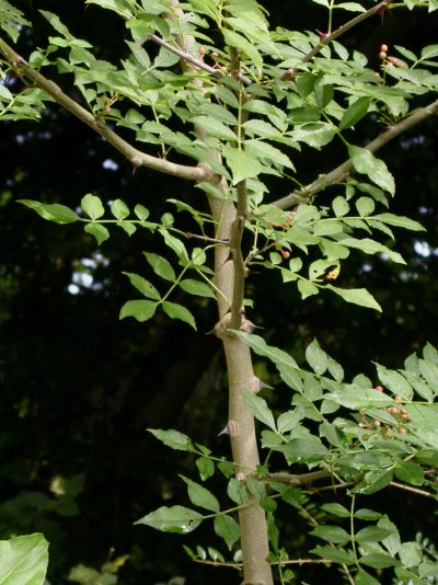 Zanthoxylum bungeanum
