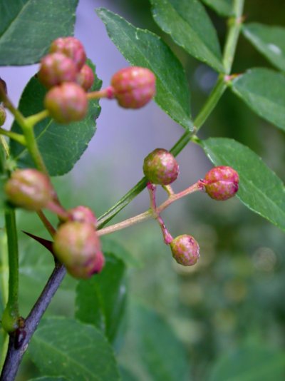 Zanthoxylum bungeanum
