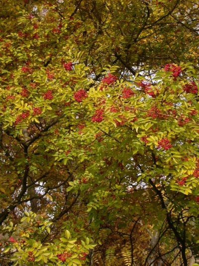 Zanthoxylum schinifolium