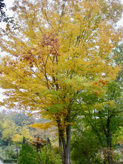 Zelkova serrata