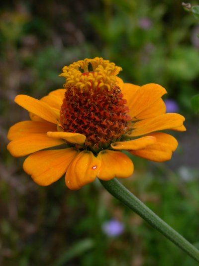 Zinnia elegans