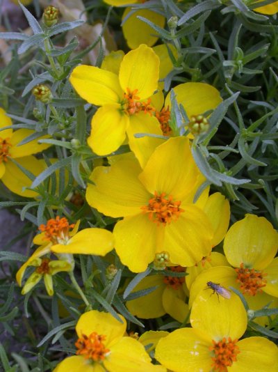 Zinnia grandiflora - Blüte