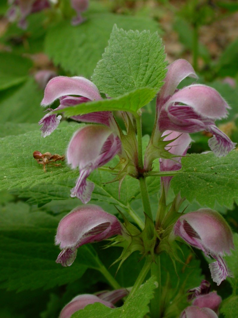 Pflanzen von A Z / Botanischer Garten Frankfurt