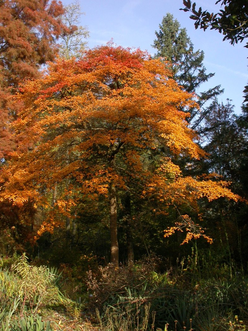 Pflanzen von A Z / Botanischer Garten Frankfurt