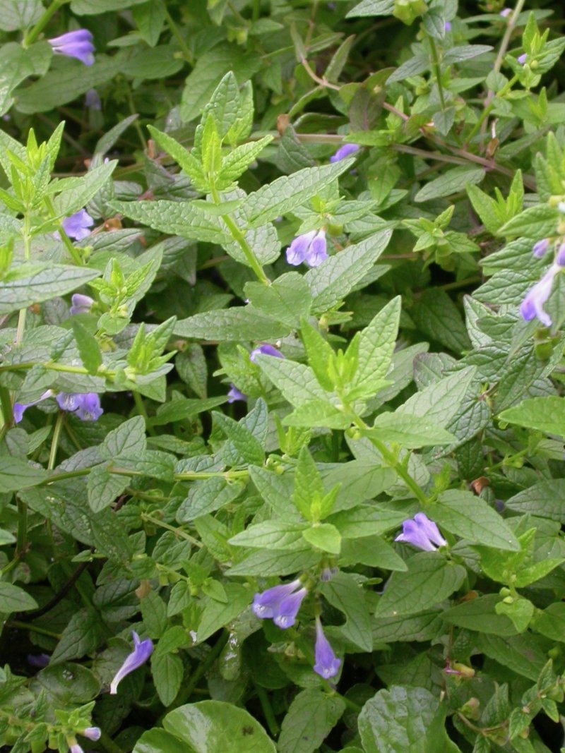 Pflanzen von A Z / Botanischer Garten Frankfurt